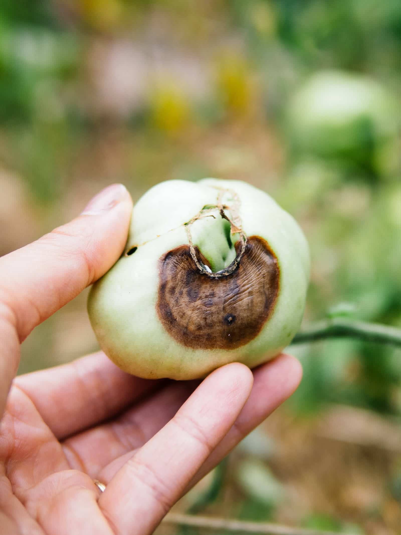 Conquer Blossom Finish Rot and Save the Harvest – Backyard Betty