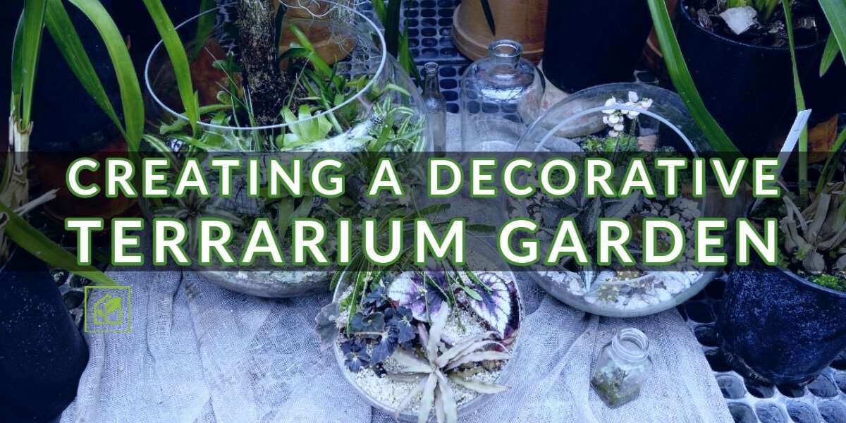 Creating A Ornamental Terrarium Backyard