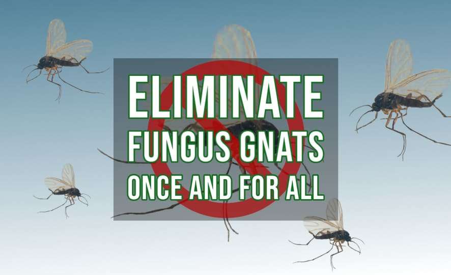 Get rid of Fungus Gnats As soon as and For All