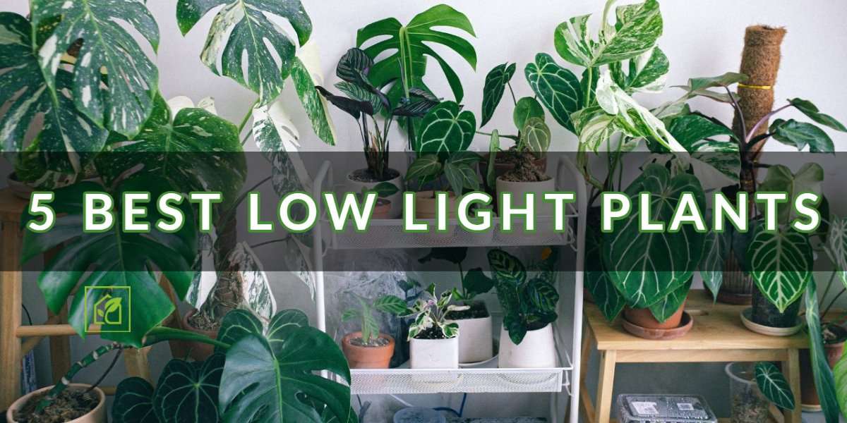 5 Finest Low-Gentle Vegetation | Indoor Gardening