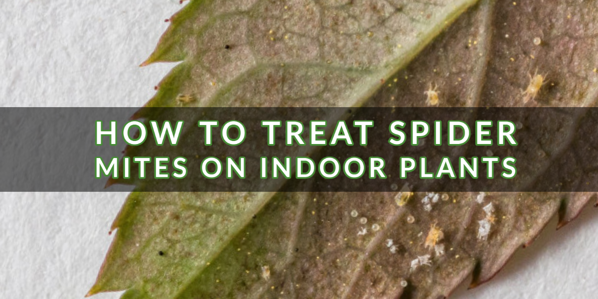 How To Deal with Spider Mites on Indoor Vegetation