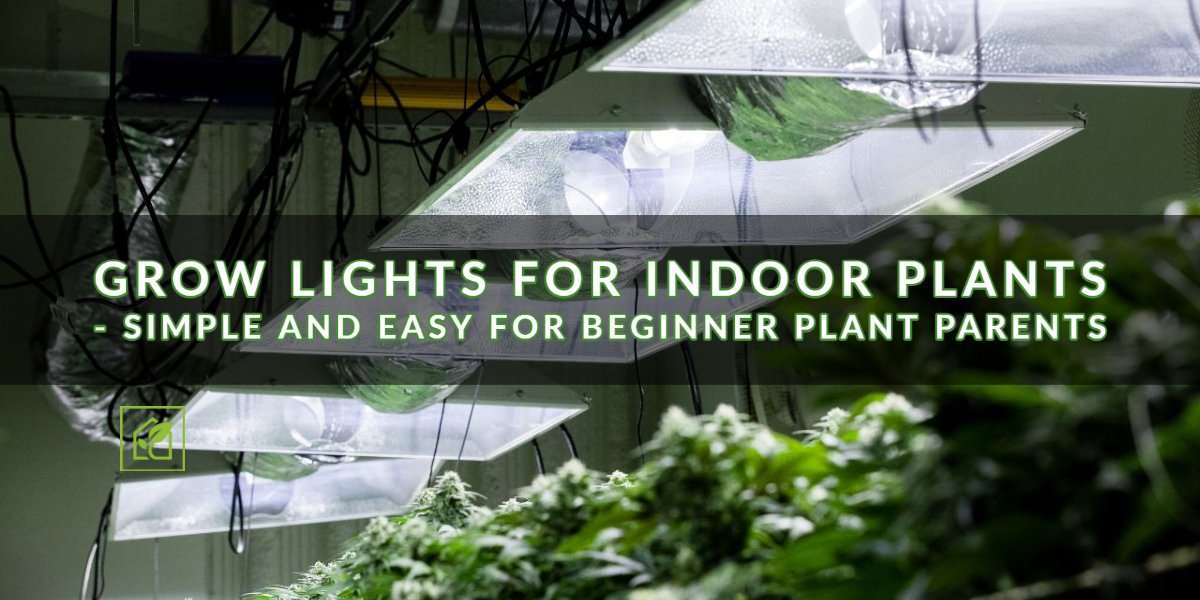 Develop Lights For Indoor Vegetation