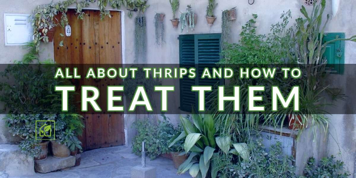 All About Thrips and Learn how to Deal with Them