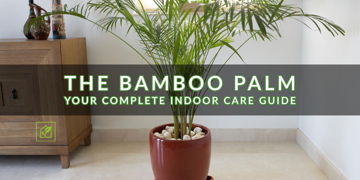 Tips on how to Develop and Care For Bamboo Palms