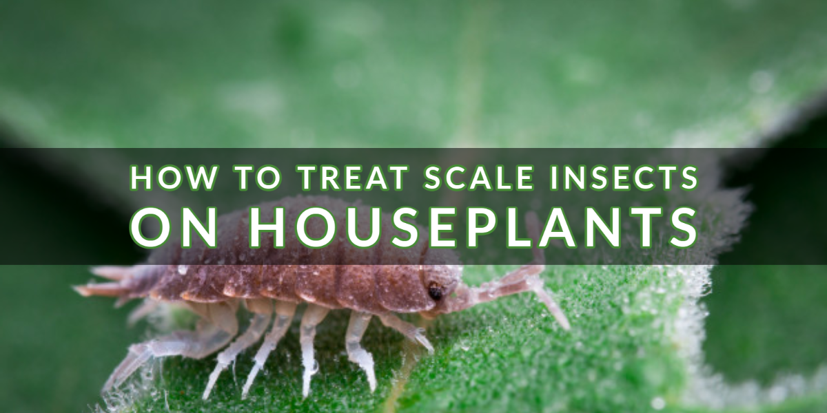 Deal with Scale Bugs on Houseplants