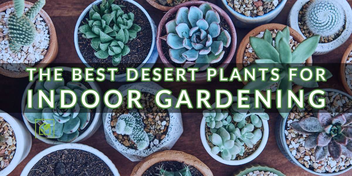 6 Greatest Desert Vegetation for Indoor Gardening