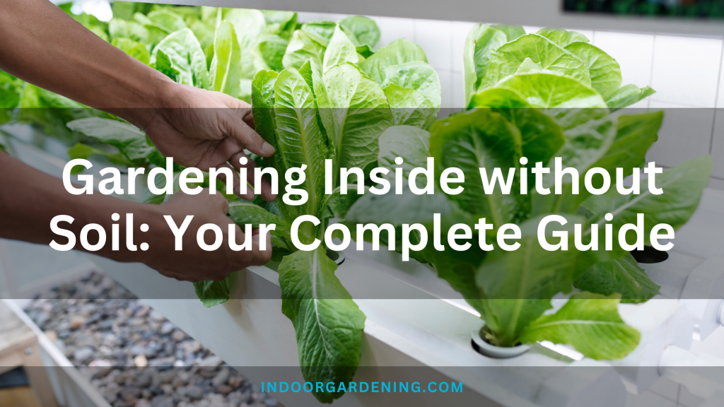 Gardening Inside with out Soil: Your Full Information