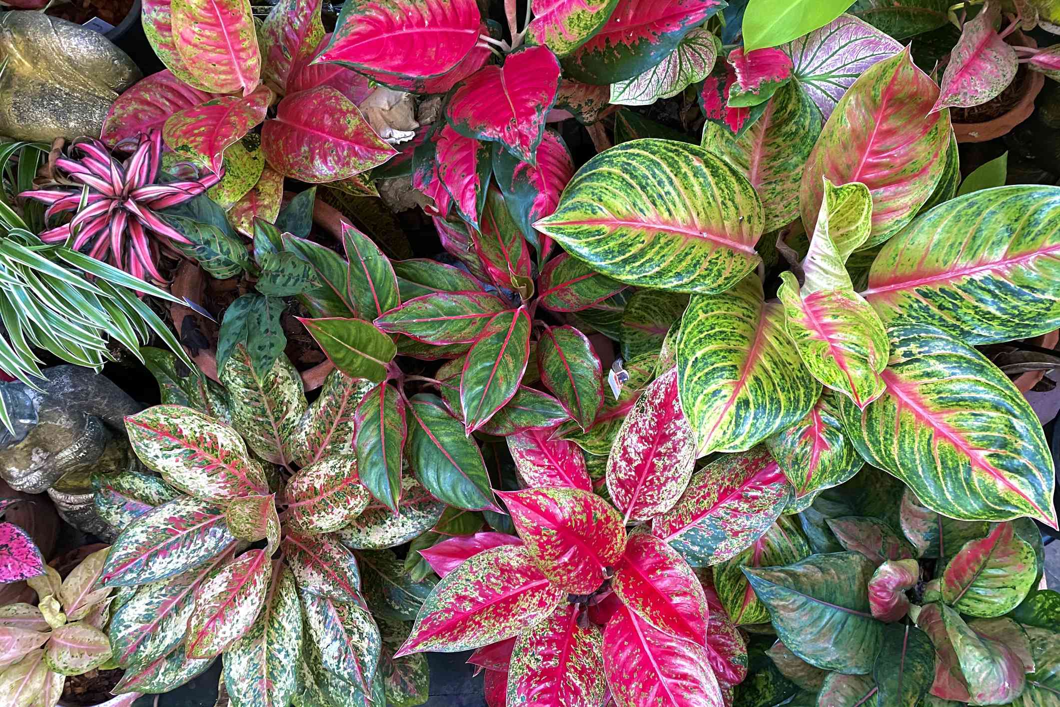 42 Aglaonema Varieties (Chinese language Evergreen) for Your Plant Assortment