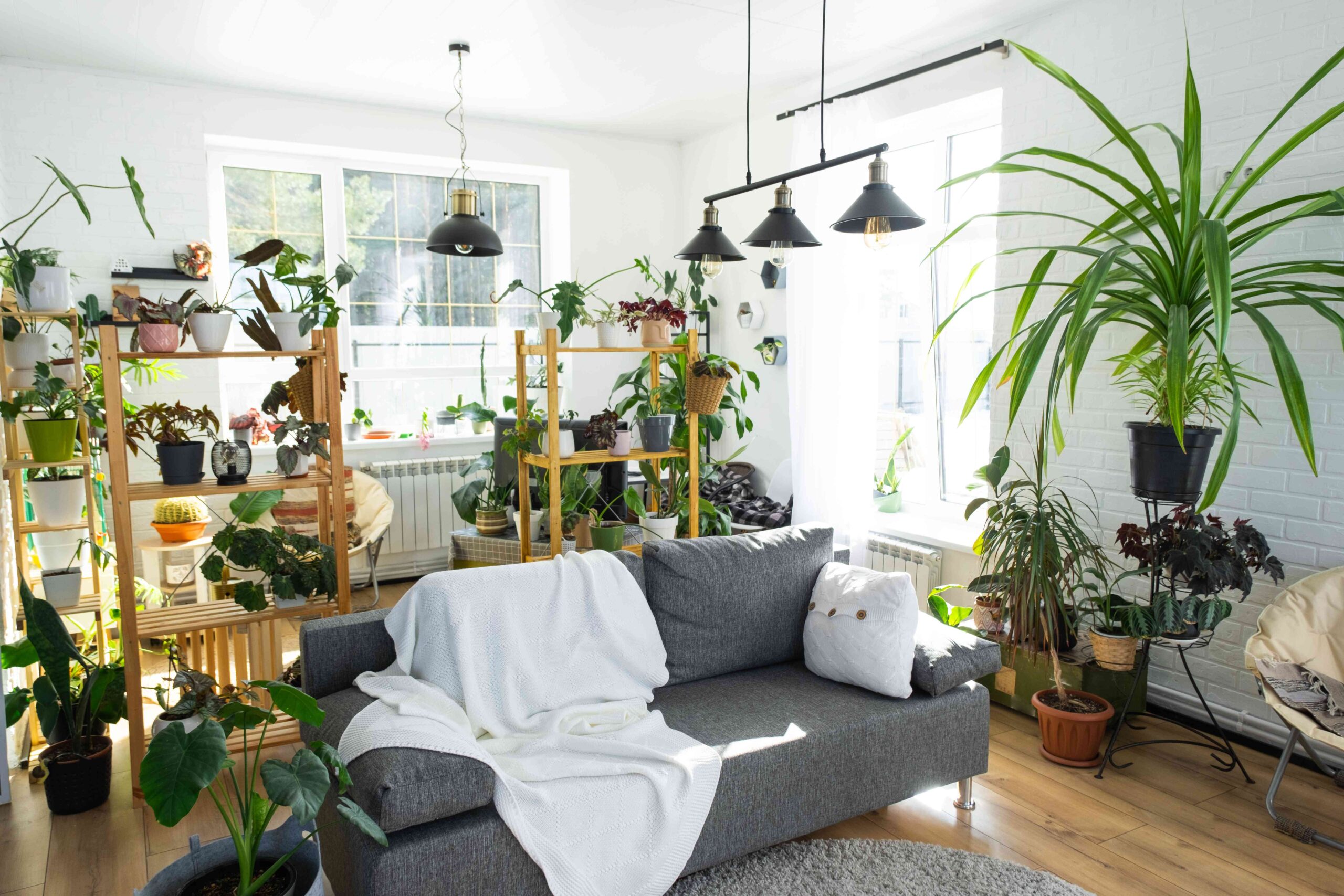 How I Maintain All 30 Of My Houseplants Thriving, Even in Winter