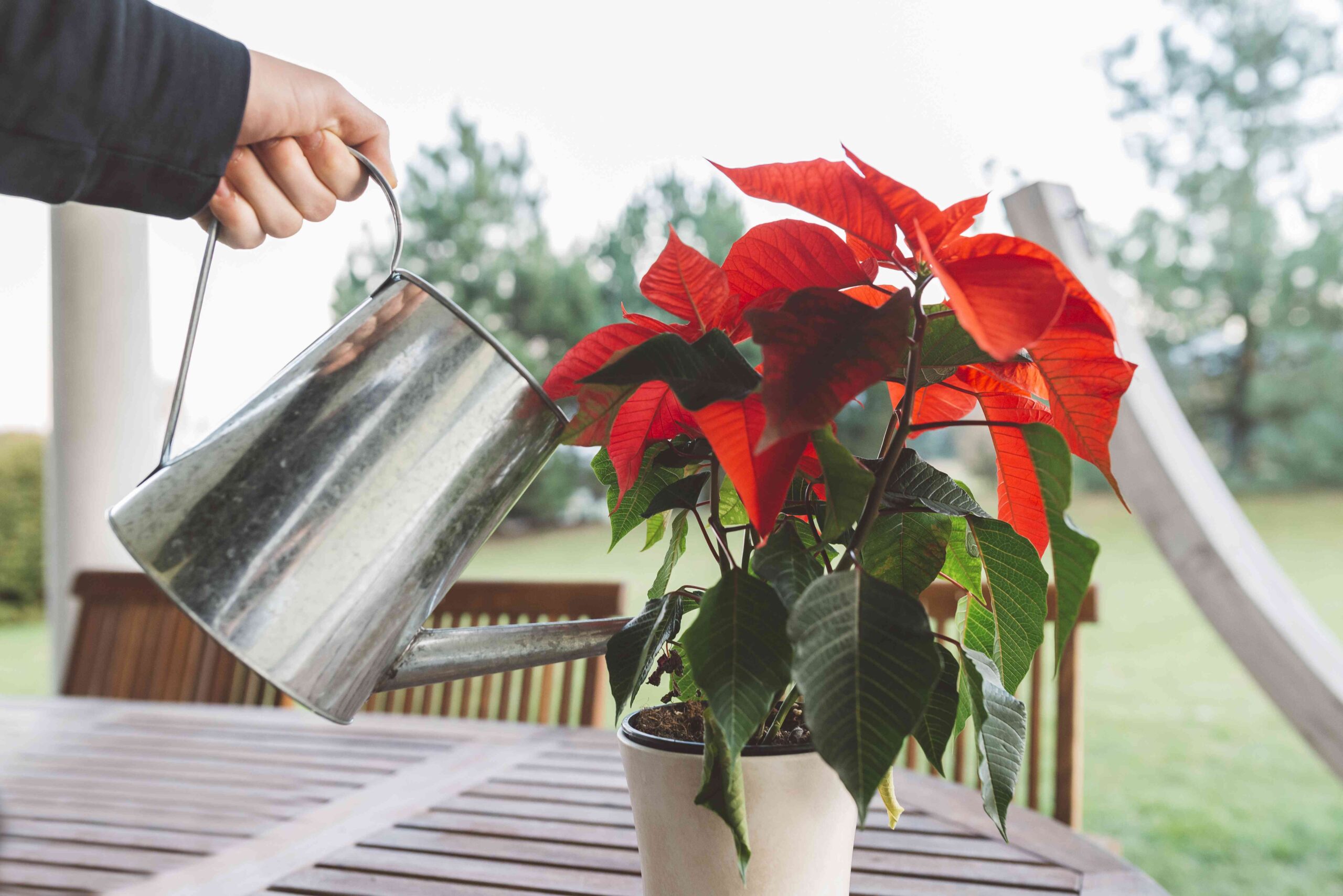 When Ought to You Water Your Poinsettias?