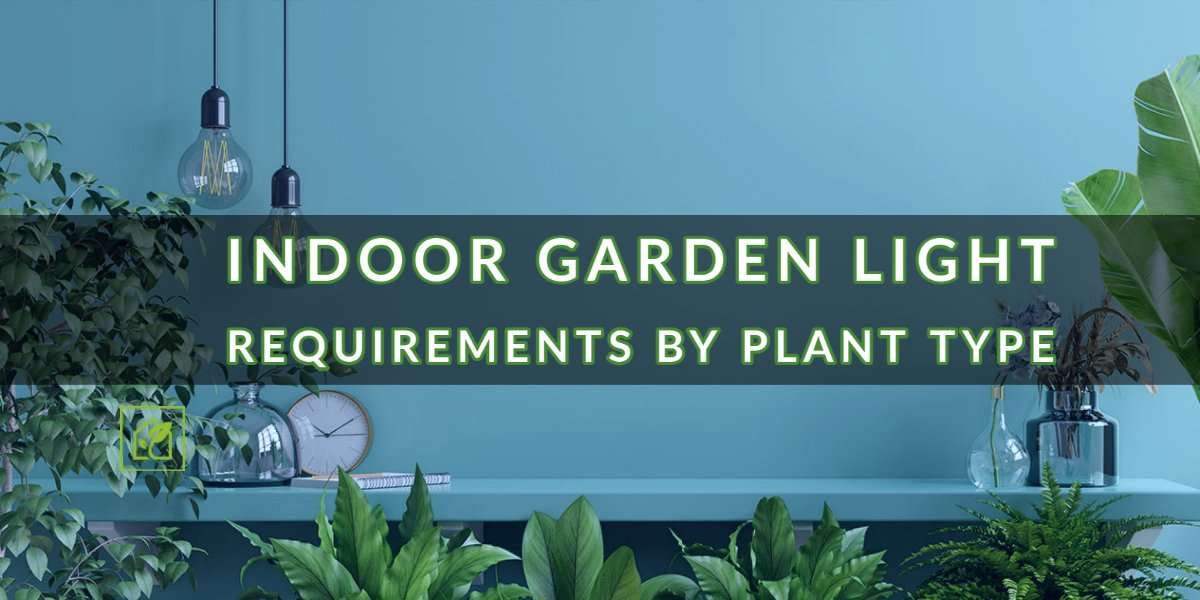 Indoor Backyard Gentle Necessities by Plant Kind