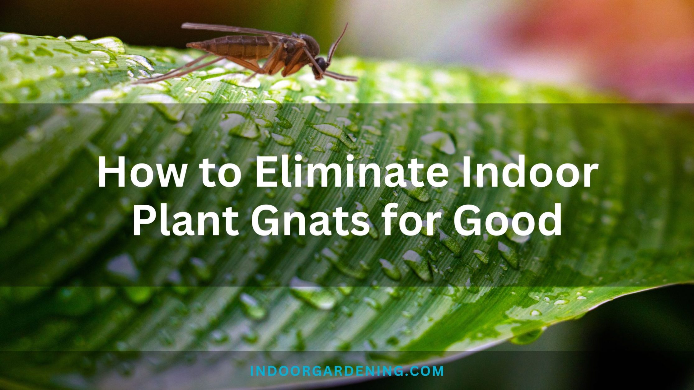 How one can Get rid of Indoor Plant Gnats for Good