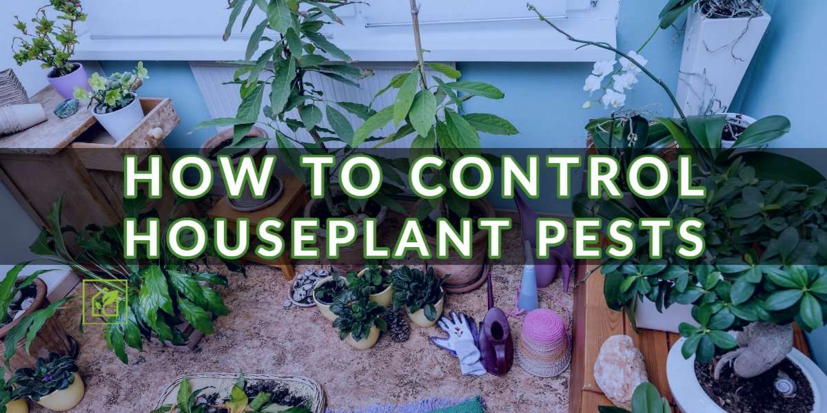 Methods to Management Houseplant Pests