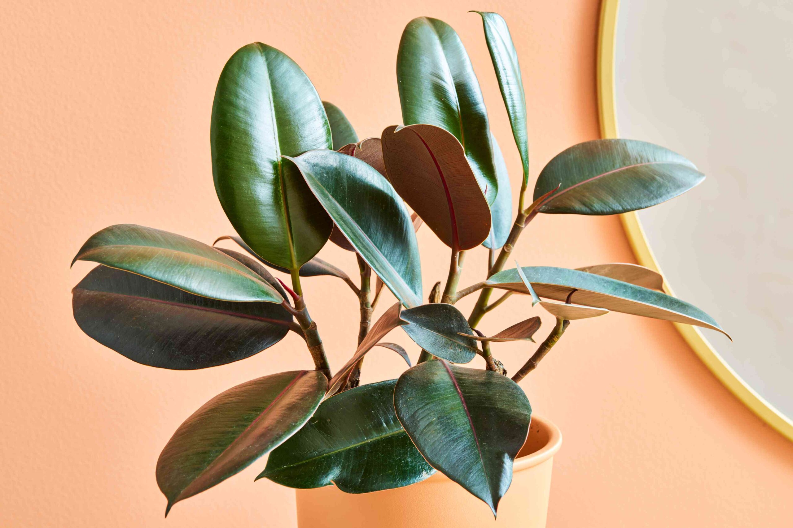 5 Causes Why There Are Brown Edges on Your Rubber Plant’s Leaves