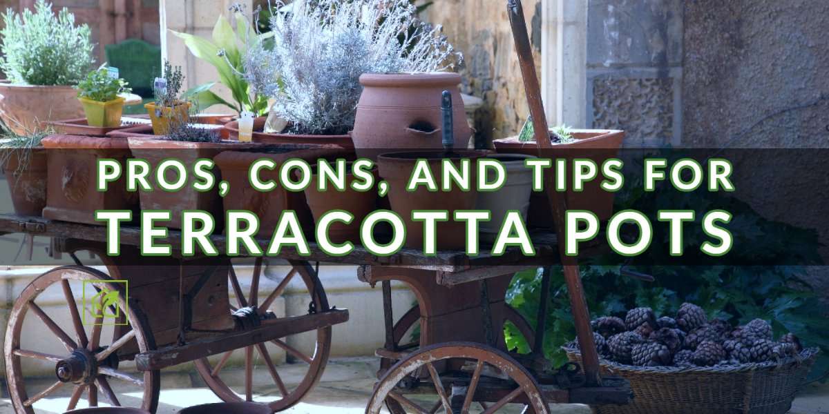 Execs, Cons, and Suggestions for Terracotta Pots