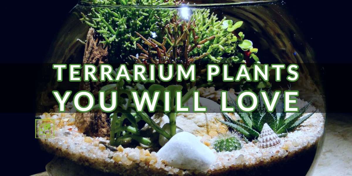 Terrarium Vegetation You Will Love