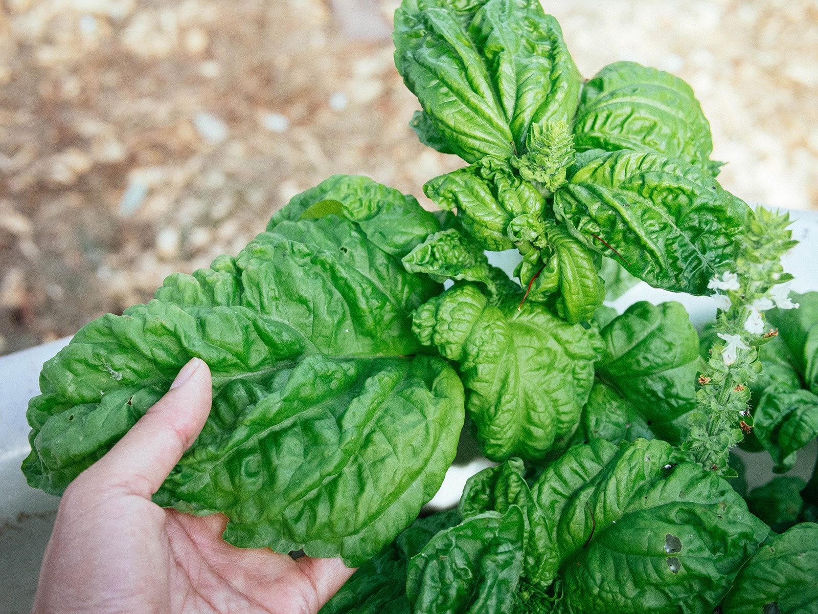 Right here’s Why Your Basil Has Black Spots on Its Leaves – Backyard Betty