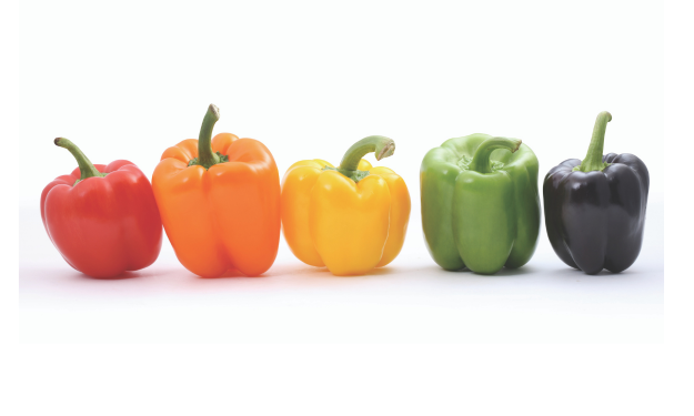 My Prime Bell Pepper Varieties for Hydroponic Gardens