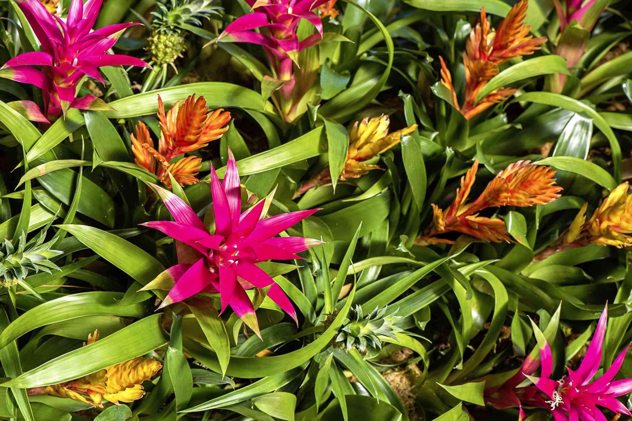 15 Varieties of Bromeliads You Can Develop at Residence Proper Now