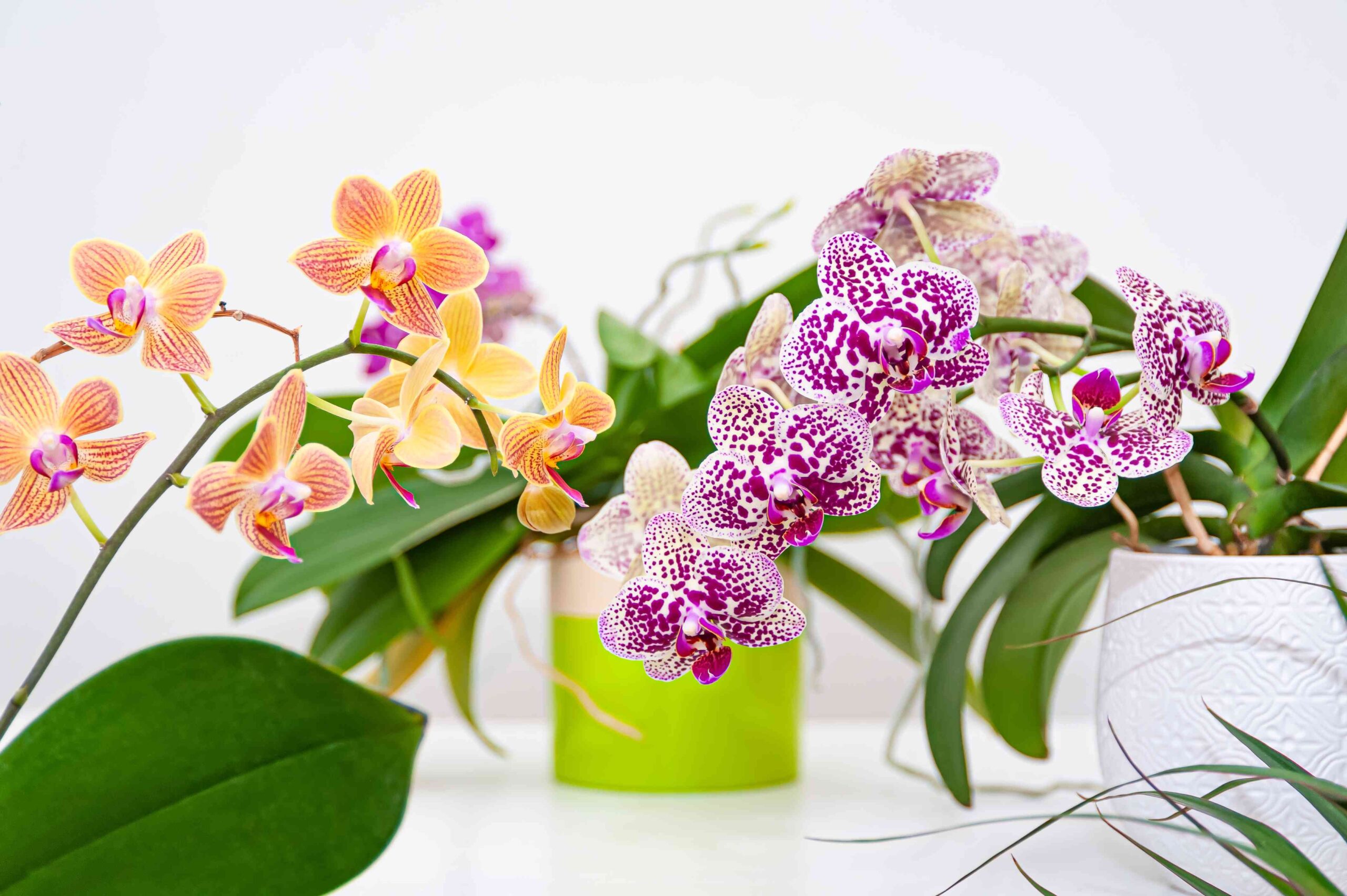 What is the Proper Temperature for Orchids?