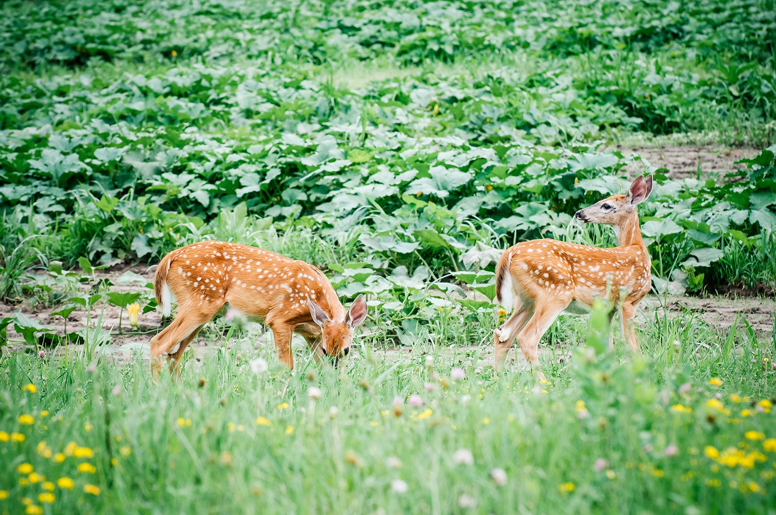 200+ Deer-Resistant Crops and Flowers to Fawn Over – Backyard Betty