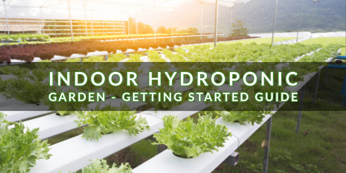 Indoor Hydroponic Backyard – Getting Began Information