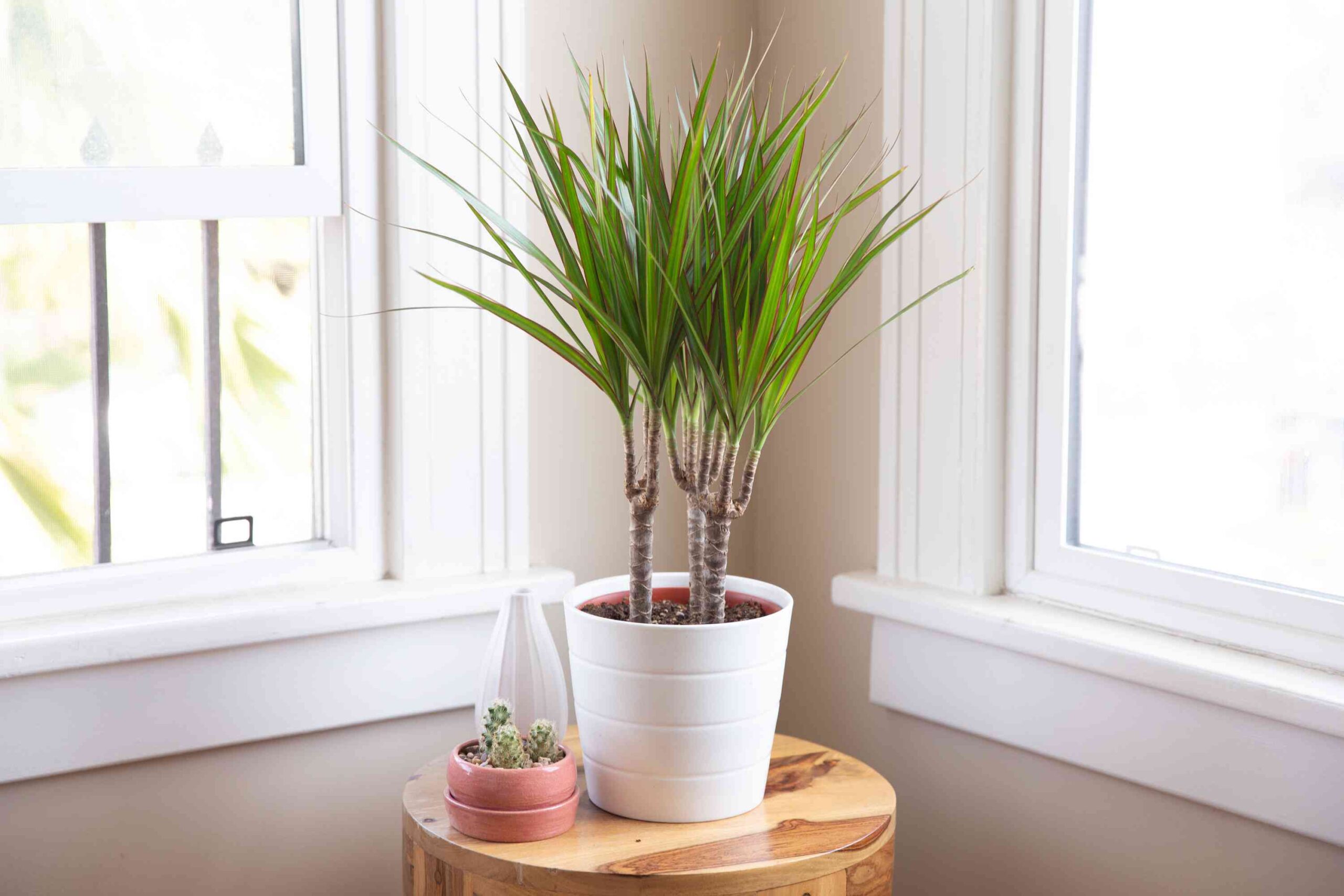 7 Causes Why Your Dracaena Has Brown Leaves and How one can Repair It