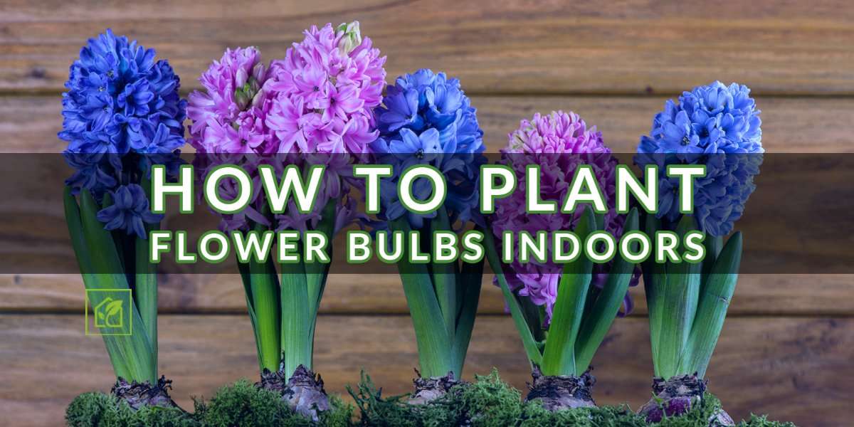 How To Plant Flower Bulbs Indoors