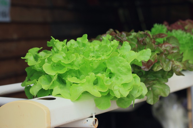 5 Sources To Assist You Change into A Hydroponic Knowledgeable