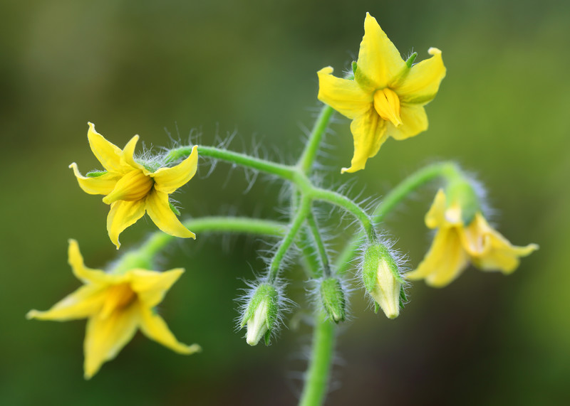 Vitamin Throughout The Flowering Stage Of Hydroponics