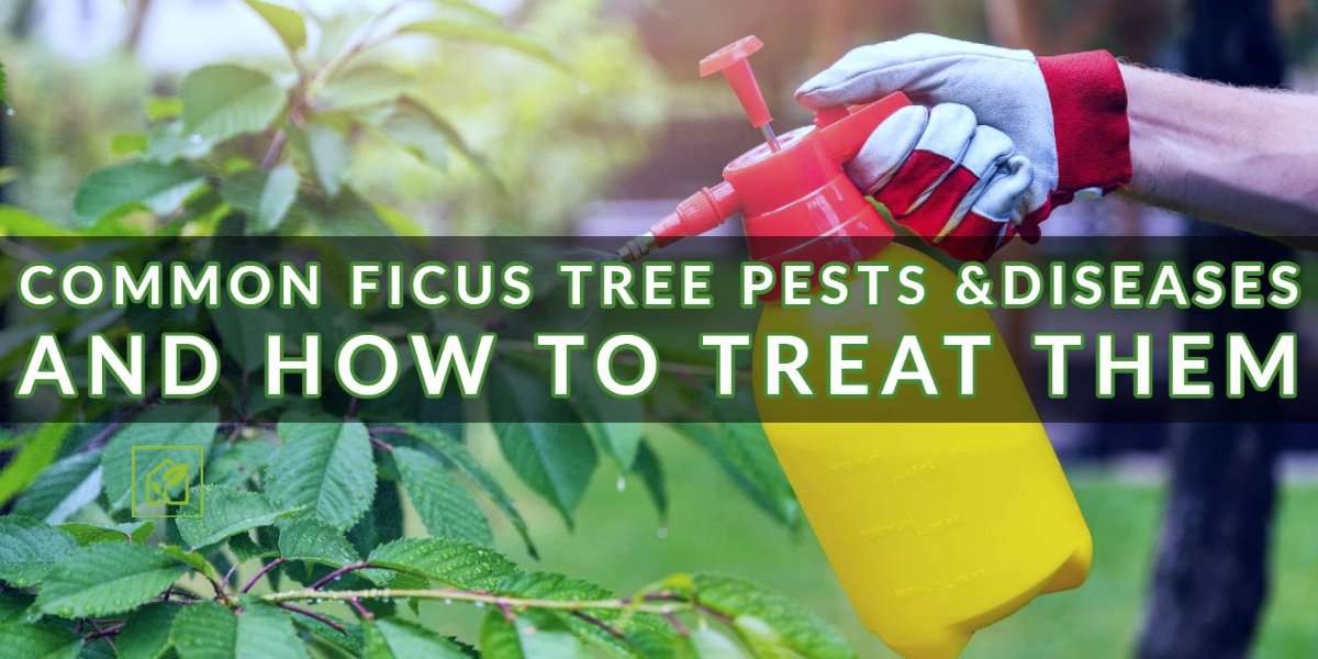 Widespread Ficus Tree Pests & Ailments